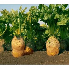 Буряк кормовий Урсус Полі - / 0,5 кг